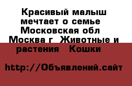 Красивый малыш мечтает о семье - Московская обл., Москва г. Животные и растения » Кошки   